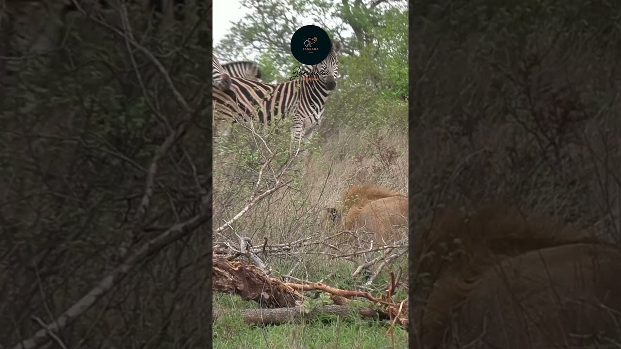Lion Stalks Zebras in Serengeti: Close Call! 🦁🌿 