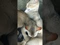 Cat feeding milk to her kitten 🐈🐱🍼