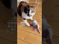 Mother cat gives birth to her kittens as winter approaches, prioritizing their safety.