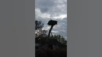 Журавль отдыхает в гнезде.