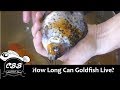 Maximizing Goldfish Lifespan: Essential Care and Water Quality