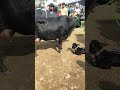 #cowsong #