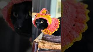 cat model #宠物 #cat #饲养员日常#宠物生活#funny  #宠物食品 #cuteanimals