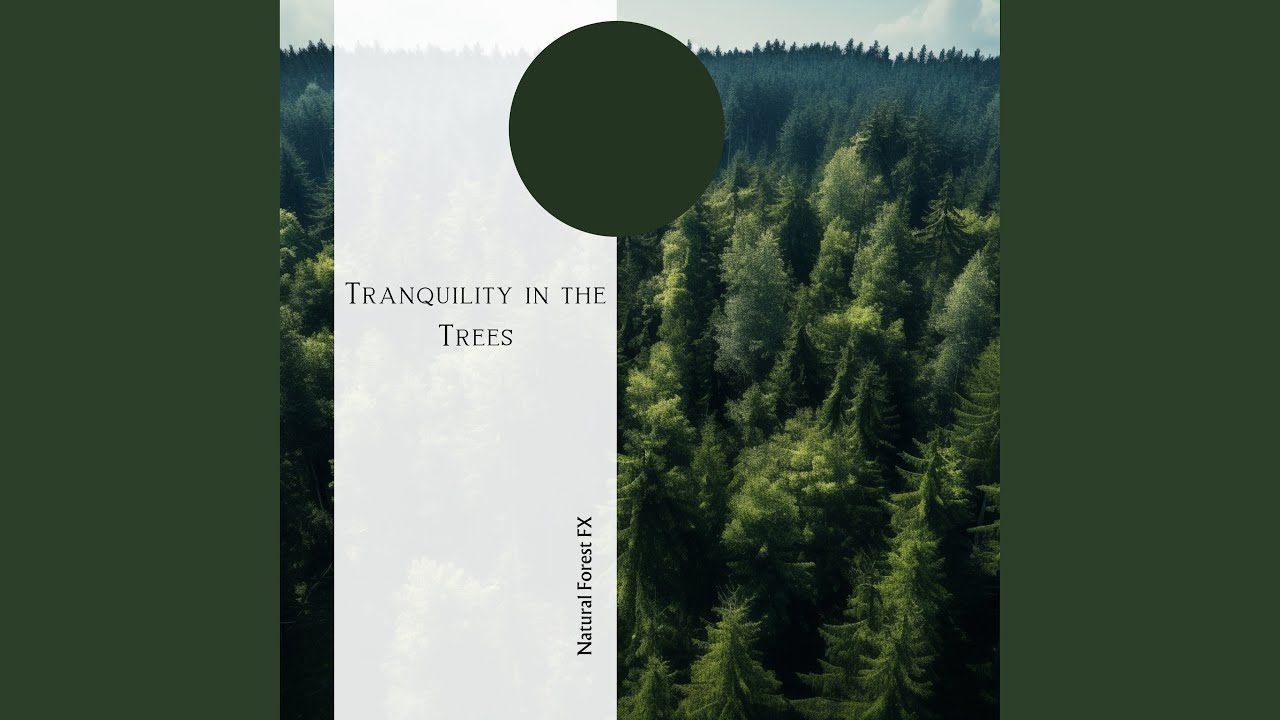 Early Morning Forest Leisure