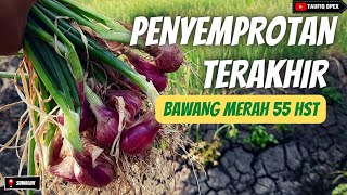 PENYEMPROTAN TERAKHIR SEBELUM PANEN