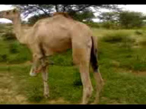 بادية الماهرية