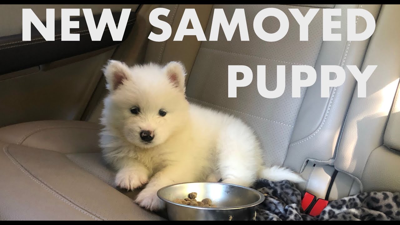 Samoyed Puppy First Day Home | Fluffy the Samoyed - YouTube