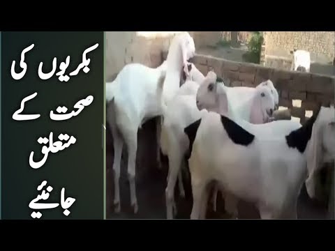 goat-farming-|-goat-farming-business-in-pakistan-|-goat-farm-benefits-|-urdu-hindi