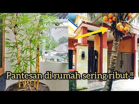 Video: Seberapa Jauh Dari Trotoar Untuk Menanam Pohon - Panduan Menanam Pohon di Dekat Trotoar