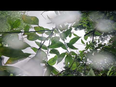 April Spring Rain (No Music)