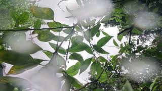 April Spring Rain (No Music)