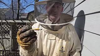Bee Check March 3, 2024 Part 1: Backyard Apiary