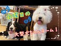【幼稚園】紫竹山店⭐️水曜日の大型犬ちゃんチーム⭐️