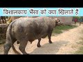 विशालकाय भैंसा भैंस कटड़ी को गर्भवती कराया जाता है|Buffalo ko pregnant कराते है| vishalakay bhainsa !