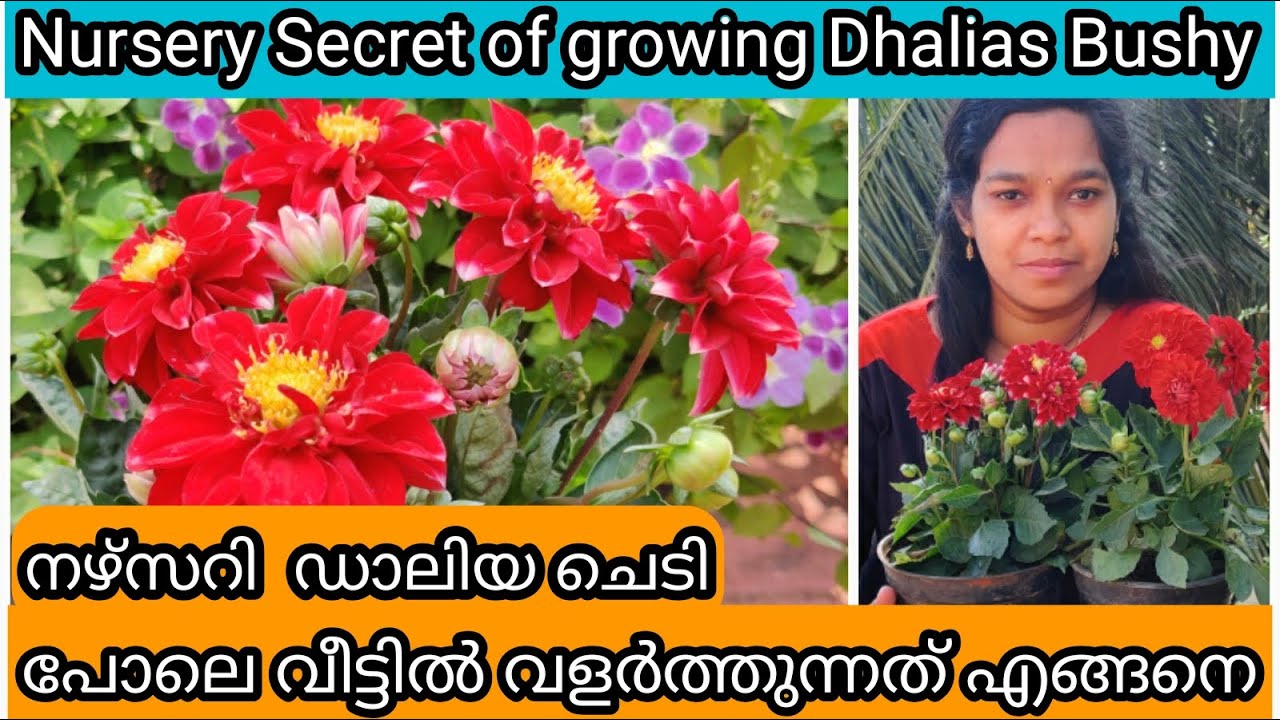 Dhalia Complete Care | 100% Propagation | Flowering Tips | ഡാലിയ ചെടി ഒത്തിരി പൂവിടാൻ 5 ടിപ്സ്