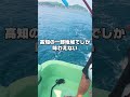 幻の魚メジカの新子
