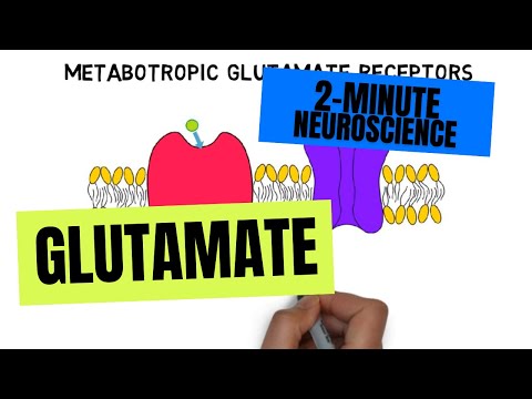 2-Minute Neuroscience: Glutamate