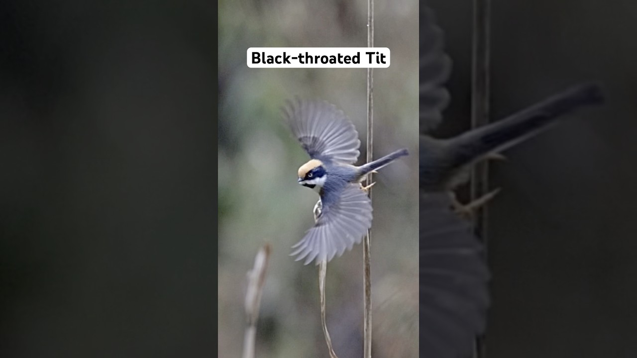 #birding