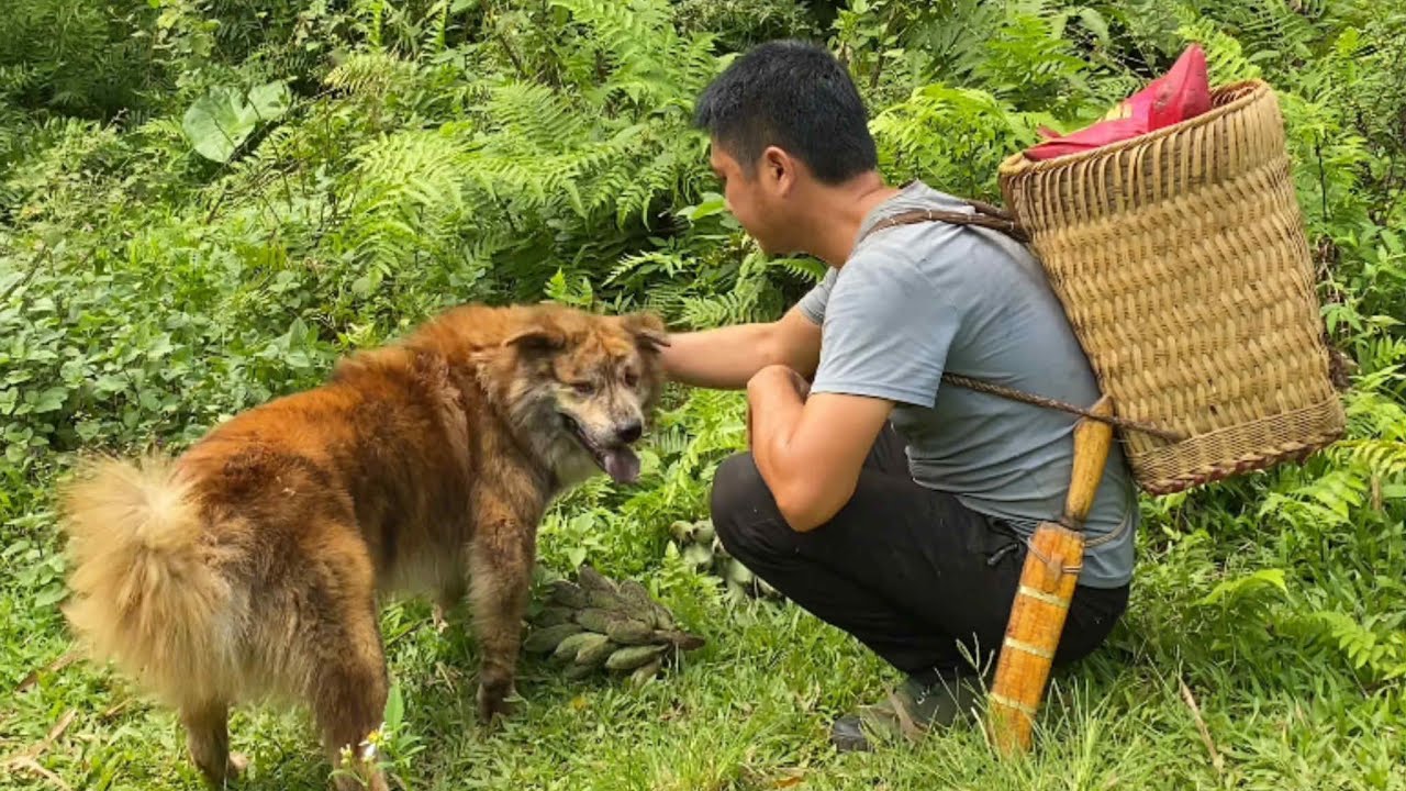 Умная собака нашла потерявшихся козу и теленка в дремучем лесу.