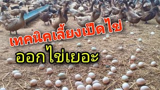 เทคนิคเลี้ยงเป็ดไข่ เลี้ยงแบบไหนถึงไข่ดี What kind of egg ducks do you raise to eggs?