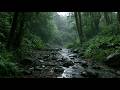 Deep Focus Rain 🌧️ Forest Stream & Gentle Rain Sounds for Studying (8 Hours)