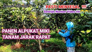 PANEN ALPUKAT MIKI JARAK RAPAT 3×4M