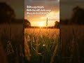 Golden rays descend, Fields hum with cicada songs Summer's breath is warm. #ai #aesthetic #haiku