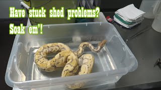 How to Get Stuck Shed Off - Update on Some Ball Python Pairings
