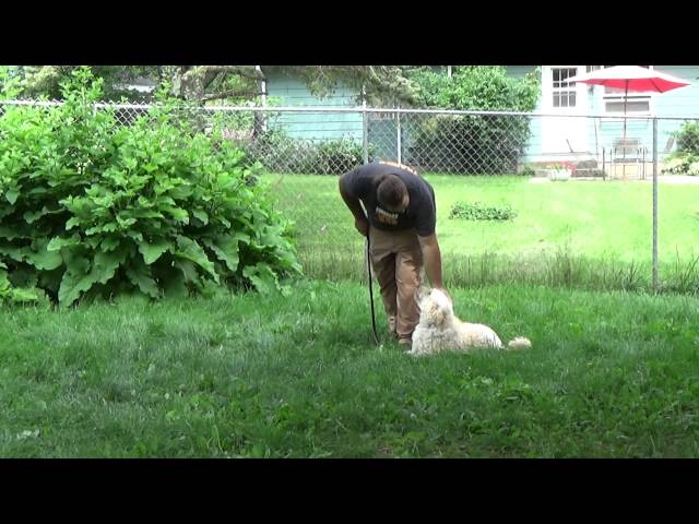 Madison Dog Training Thor the Goldendoodle with Suburban K9!