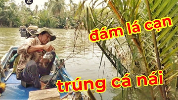 cách chọn bến câu cá vằn vện trong đám lá dừa nước ven sông .trúng toàn cá nái|Bùi Hiển Ba Vát |