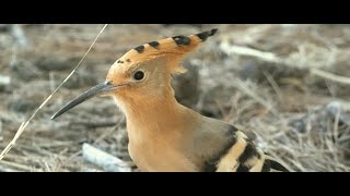 Islas Baleares Naturaleza y Fauna  Aves