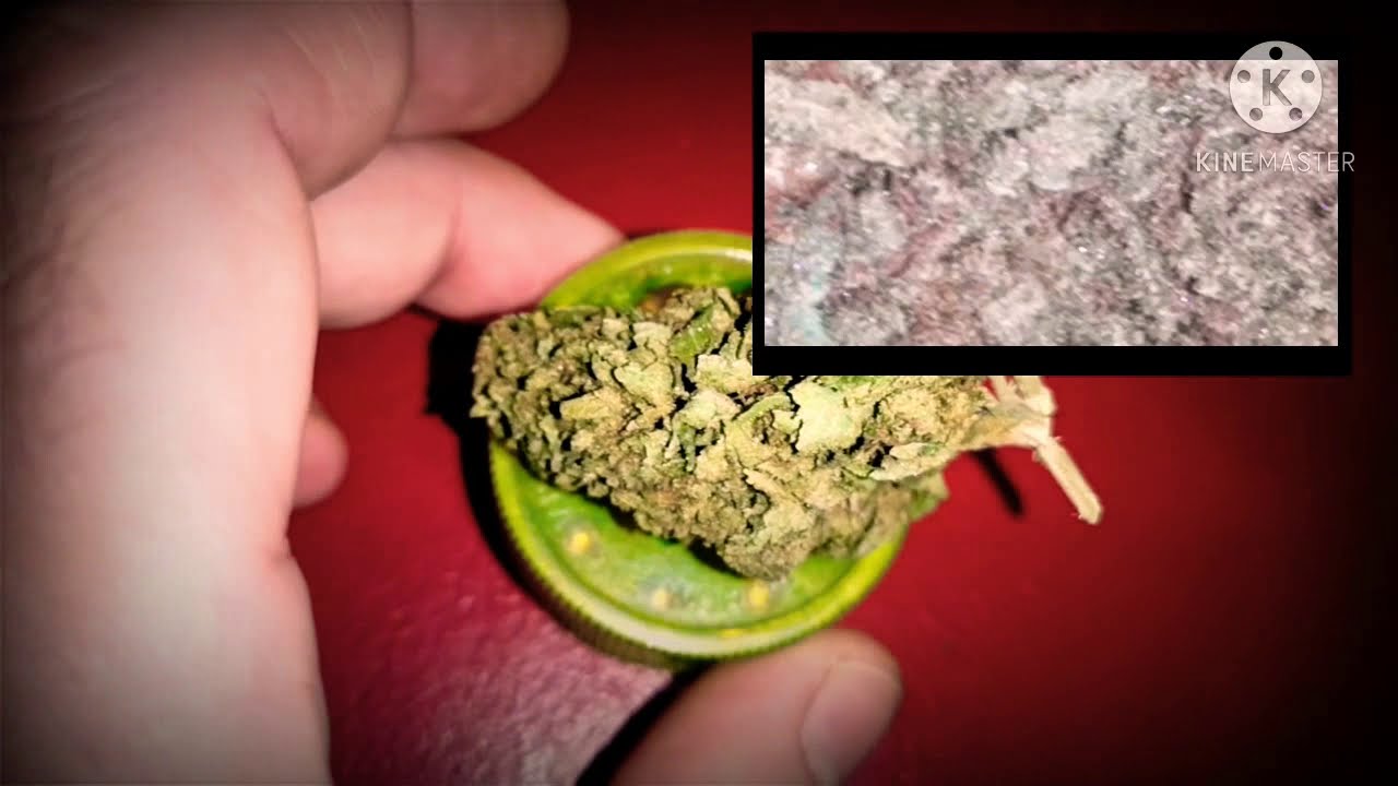 Master kush cbd canabidiol Europe Espagne France Italie Suisse cannabis sativa weed chanvre legal