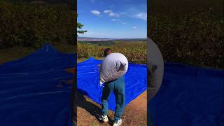 0.0009M Pistachio Nuts Pile Unboxing Asmr Video Enjoy