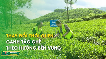 Thay đổi thói quen canh tác chè theo hướng bền vững | Thái Nguyên TV