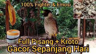 Suara Burung KUTILANG GACOR Full Pisang   Kroto Bikin Kutilang Emosi n Gacor Sepanjang Hari