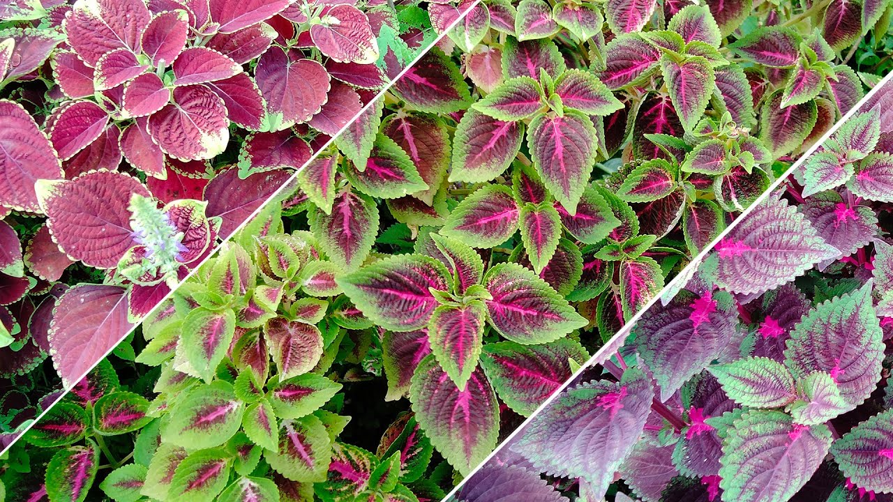 Coleus plant koliyas foliage (Coleus scutellarioides) - YouTube