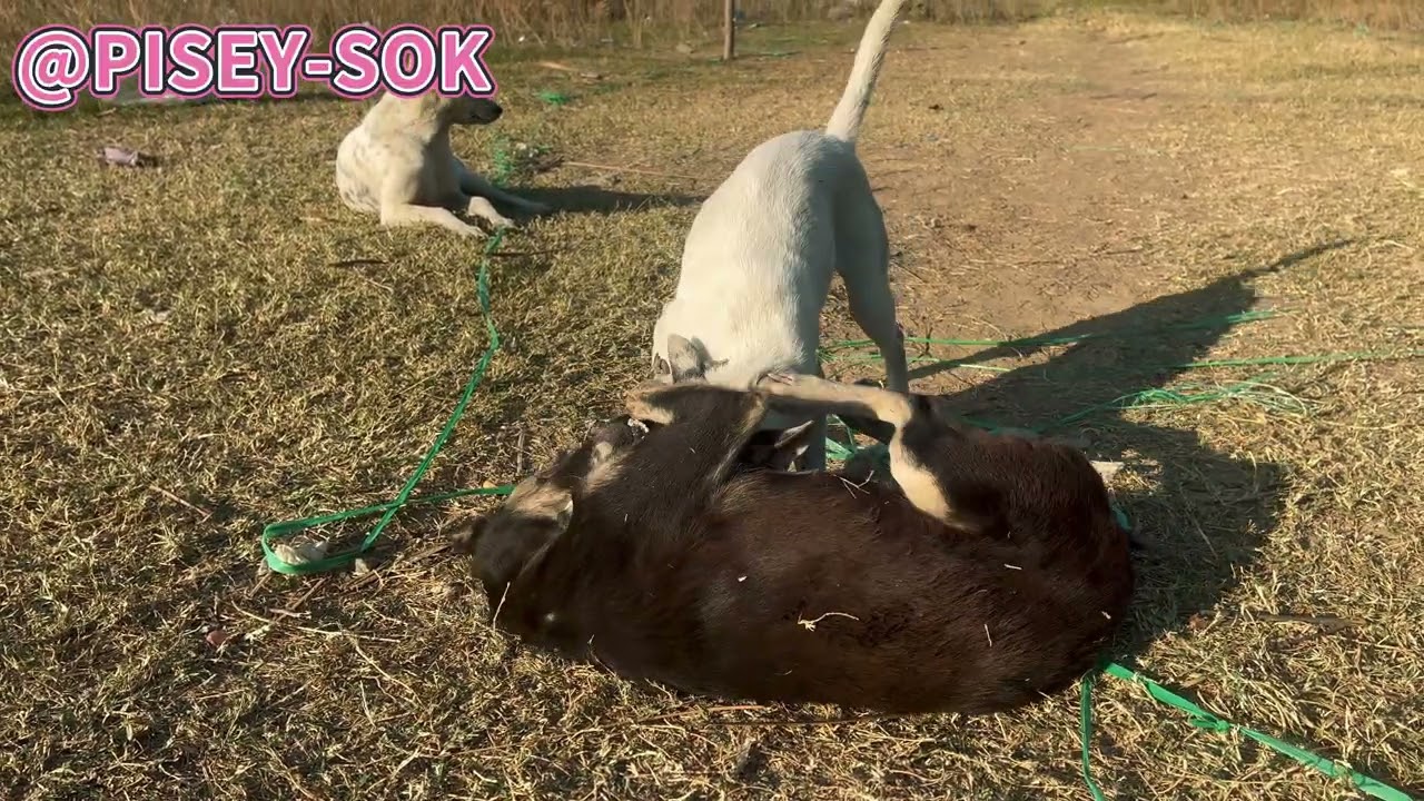 A group of dogs are playing with their owner.