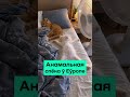 Аномальная жара идёт в Беларусь — будет до +40 / Новости Беларуси сегодня