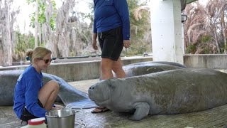 Baby manatee, mother recover at SeaWorld Orlando after rescue last month