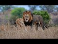 Two Large Black Maned Lions l S65 and Napi junction 26 Oct 2021 Kruger Park