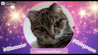 Кошка Киса Кошечка Кошка Киса Кошечка