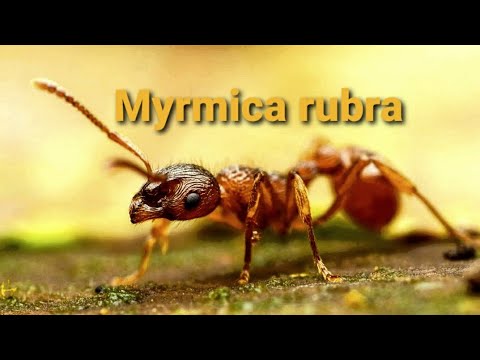 МУРАВЬИ Myrmica rubra В САДУ...