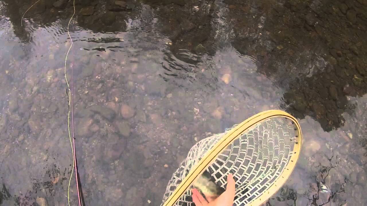 Fly Fishing New Jersey Catching small rainbow trout YouTube