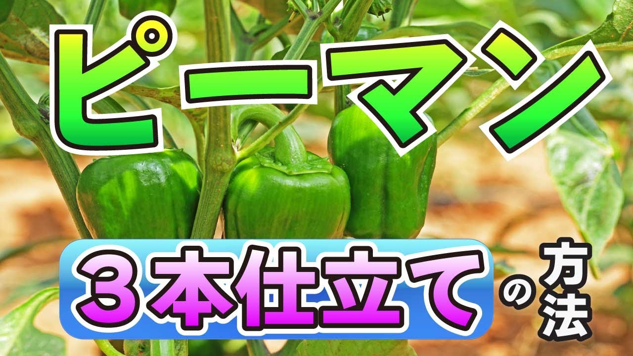 How to grow 3 fresh peppers [Introducing growth changes from May