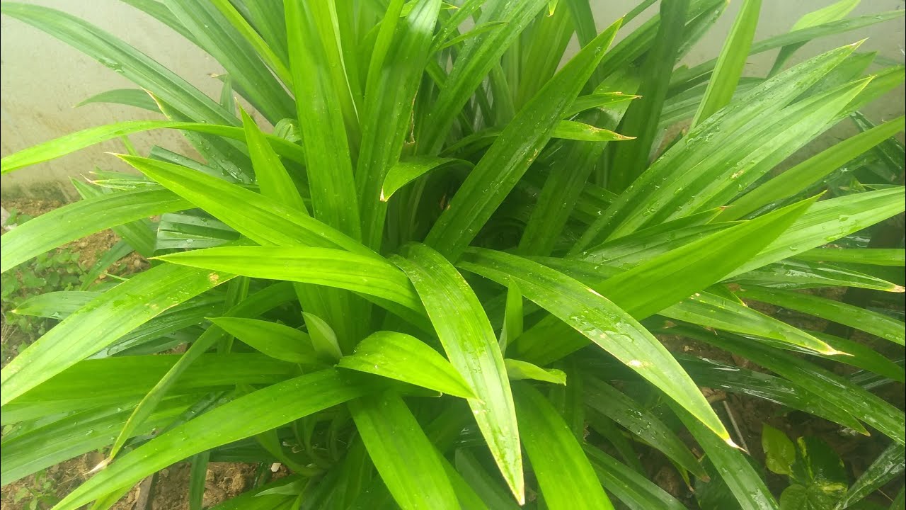 ரம்பை இலை செடி வீட்டில் வளர்க்கும் எளிய முறை//Pandan leaf plant growing tips // Biriyani leaf plant
