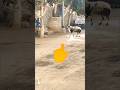 Sullivan, The Clickable Sheep [Move B*tch, Get Out The Way!] Or Not 🐏#animals #attack #funny #shorts