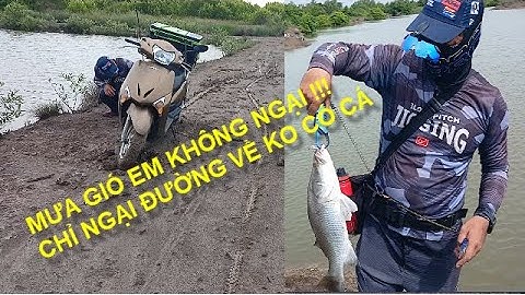 Câu cá Chẽm ngày mưa bão và câu cá Tráp nhưng gập bầy cá Tráp Việt Nam || Thiên Nhiên Muôn Loài