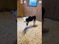 #JasonDeruloTV // Daisy Finds Her “Moo” 🐮 👏 @farmgrrrrl