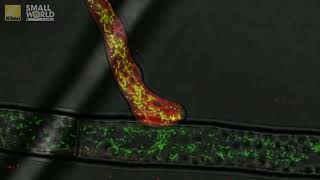 Hyphal fusion and mitochondrial dynamics in mycelium of a morel fungus | 2025 Nikon Small World
