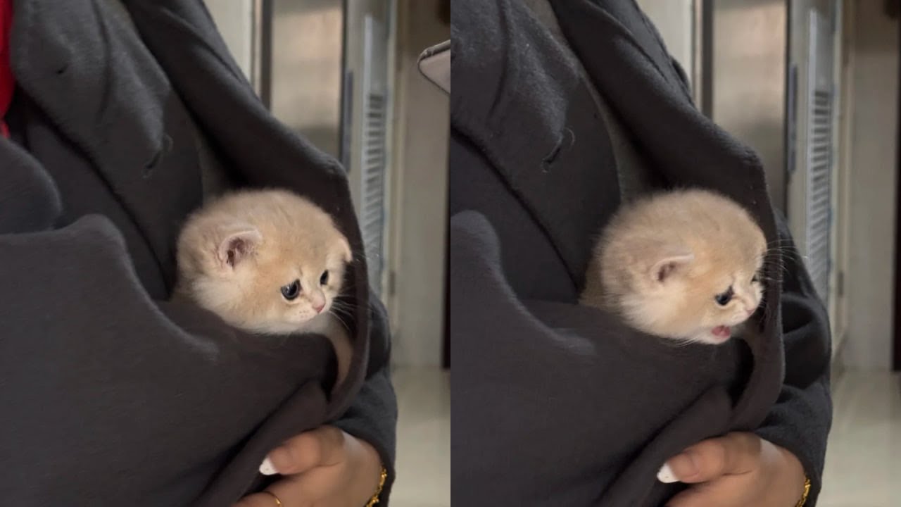 Cats Just Doing What Cats Do Best 🤣Funny Cats Videos 2025 🐱 Part 38